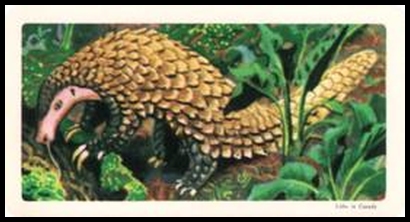 10 Giant Pangolin